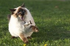 What Adopting a Cat Really Means